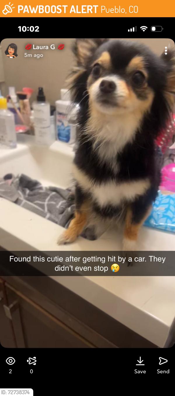 Found/Stray Female Dog last seen Portland and 4th, Pueblo, CO 81001
