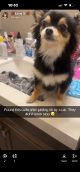 Found/Stray Female Dog last seen Portland and 4th, Pueblo, CO 81001