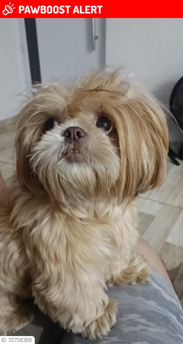 Lost Female Dog last seen Km 56 -  Estrada de Nazaré Guarulhos, Nazaré Paulista, SP 12960-000