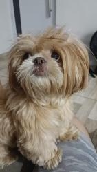 Lost Female Dog last seen Km 56 -  Estrada de Nazaré Guarulhos, Nazaré Paulista, SP 12960-000