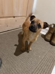 Found/Stray Male Dog last seen Academy between Wyoming and San Mateo, Albuquerque, NM 87109