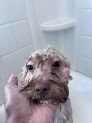 Lost Male Dog last seen Queen City park , Cincinnati, OH 45214