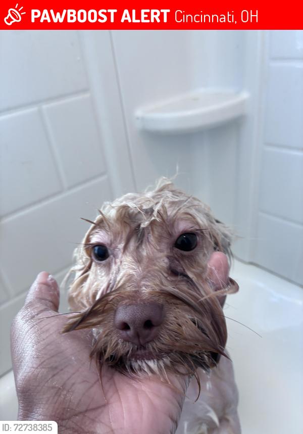 Lost Male Dog last seen Queen City park , Cincinnati, OH 45214