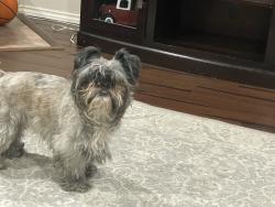 Lost Male Dog last seen Fort Worth , Euless, TX 76040
