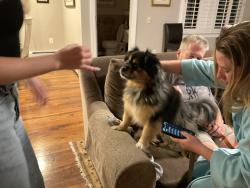 Found/Stray Male Dog last seen Garfield, Washington, DC 20016