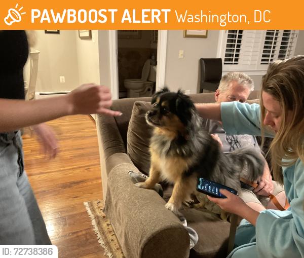 Found/Stray Male Dog last seen Garfield, Washington, DC 20016