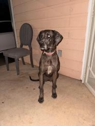 Found/Stray Female Dog last seen Near 411, San Antonio, TX 78237
