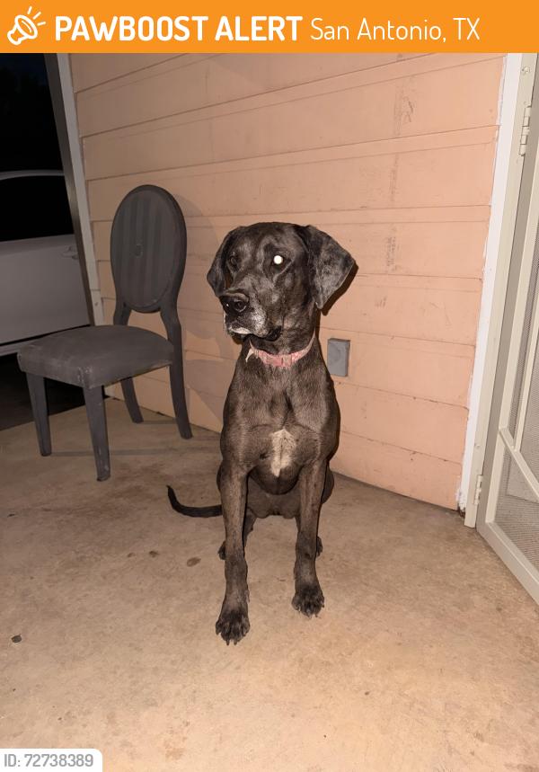 Found/Stray Female Dog last seen Near 411, San Antonio, TX 78237