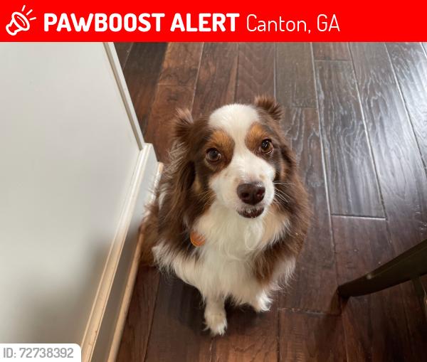 Lost Female Dog last seen Morgan rd and Columbia Ct, Canton, Canton, GA 30115