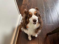 Lost Female Dog last seen Morgan rd and Columbia Ct, Canton, Canton, GA 30115