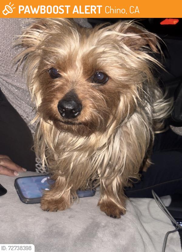 Found/Stray Male Dog last seen Central & Philadelphia CHINO CA, Chino, CA 91710