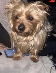 Found/Stray Male Dog last seen Central & Philadelphia CHINO CA, Chino, CA 91710