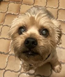 Found/Stray Male Dog last seen Brentwood Stair and Oak Hill, Eastern Hills, Fort Worth, TX 76112