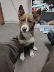 Lost Female Dog last seen Crockett Martin , Conroe, TX 77306