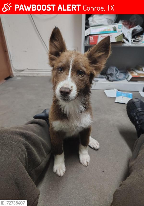 Lost Female Dog last seen Crockett Martin , Conroe, TX 77306