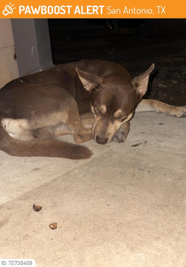 Found/Stray Female Dog last seen Near 411, San Antonio, TX 78237