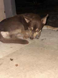 Found/Stray Female Dog last seen Near 411, San Antonio, TX 78237