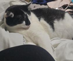 Lost Female Cat last seen Glendale ave and N 43rd ave , Glendale, AZ 85301