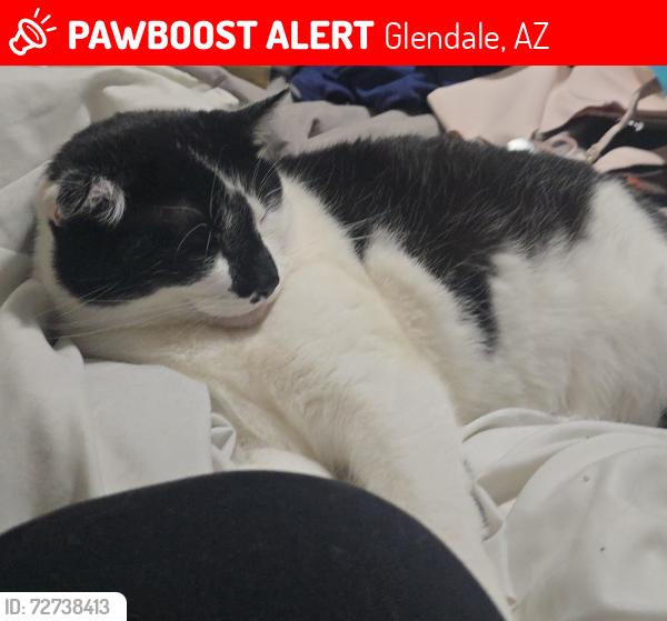 Lost Female Cat last seen Glendale ave and N 43rd ave , Glendale, AZ 85301