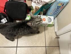 Found/Stray Unknown Cat last seen Mellow Breeze, New Braunfels, TX 78130