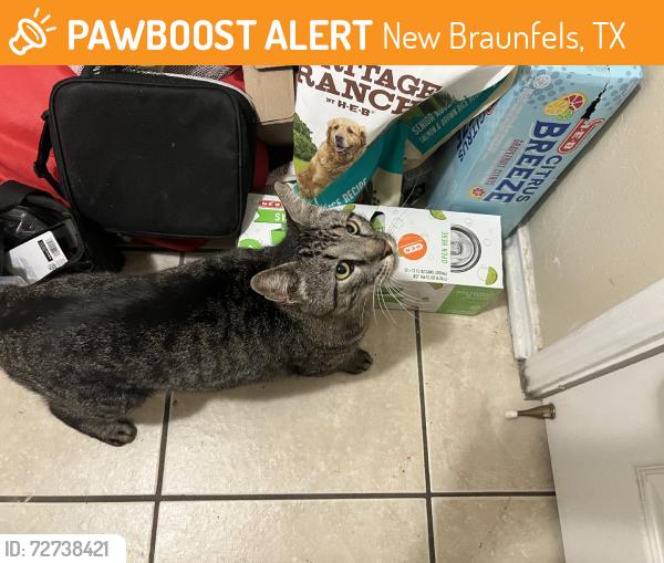 Found/Stray Unknown Cat last seen Mellow Breeze, New Braunfels, TX 78130