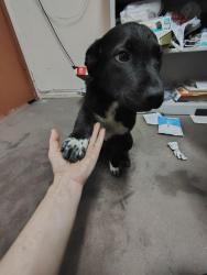 Lost Male Dog last seen Crockett Martin , Conroe, TX 77306