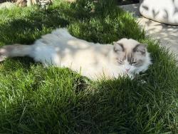 Lost Male Cat last seen Mann Park, Folsom, CA 95630