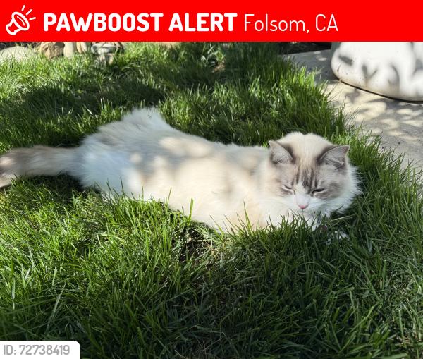 Lost Male Cat last seen Mann Park, Folsom, CA 95630