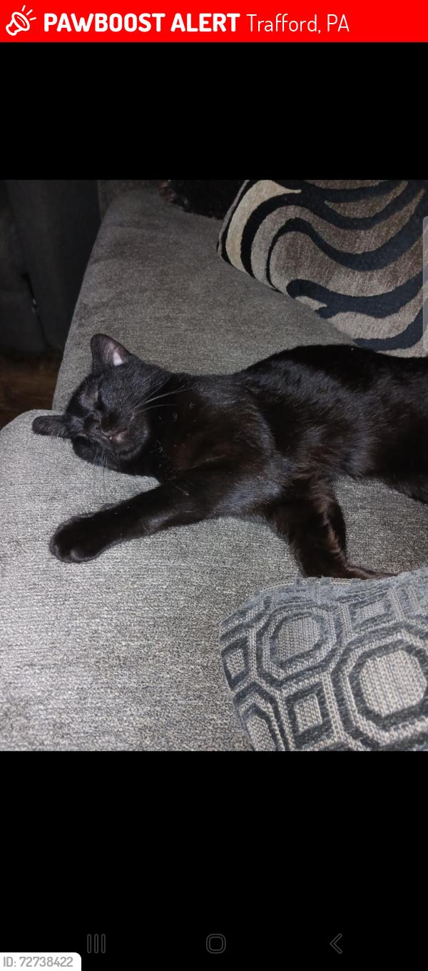 Lost Male Cat last seen Church in Trafford , Trafford, PA 15085