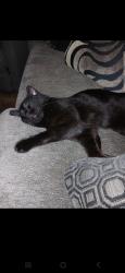 Lost Male Cat last seen Church in Trafford , Trafford, PA 15085