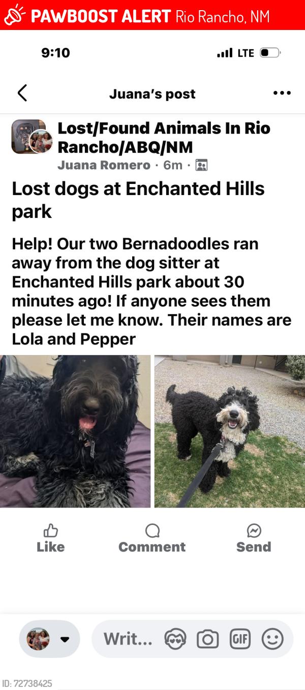 Lost Female Dog last seen Enchanted hills park, Rio Rancho NM, Rio Rancho, NM 87144