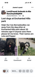 Lost Female Dog last seen Enchanted hills park, Rio Rancho NM, Rio Rancho, NM 87144