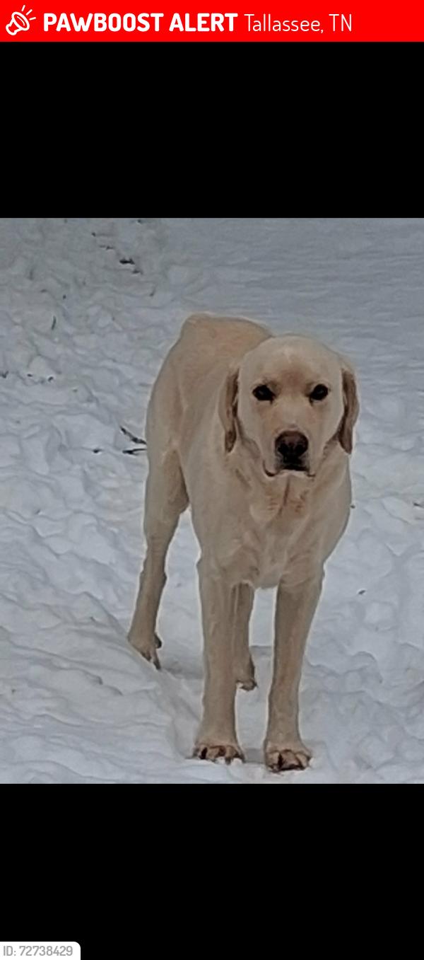 Lost Male Dog last seen Abram’s creek , Tallassee, TN 37878