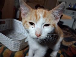 Lost Male Cat last seen 79th street, Sacramento, CA 95824