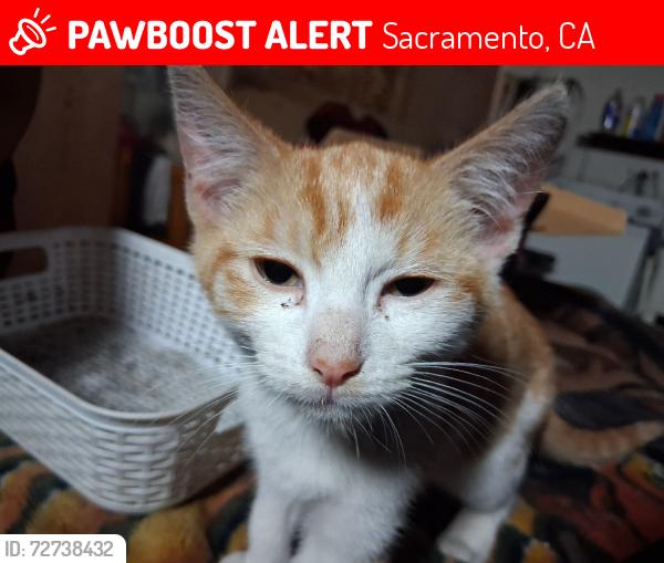 Lost Male Cat last seen 79th street, Sacramento, CA 95824