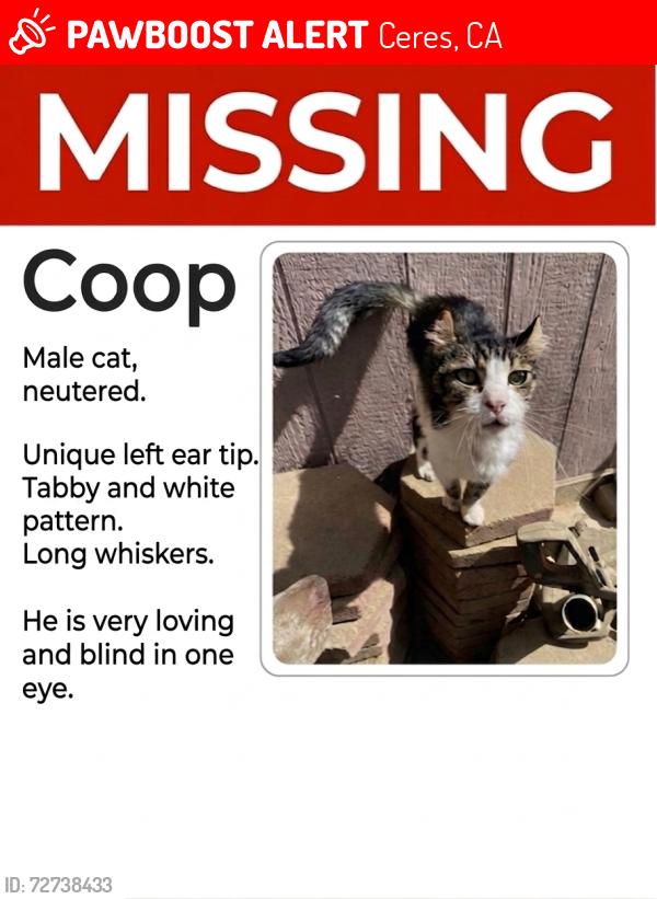 Lost Male Cat last seen Colony park, Ceres, CA 95358
