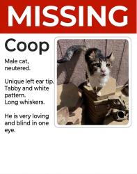 Lost Male Cat last seen Colony park, Ceres, CA 95358