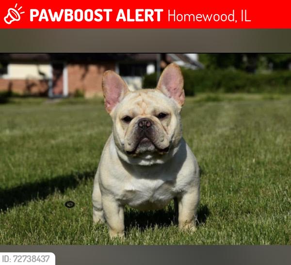 Lost Male Dog last seen Millennium Park, Homewood, IL 60430