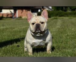 Lost Male Dog last seen Millennium Park, Homewood, IL 60430