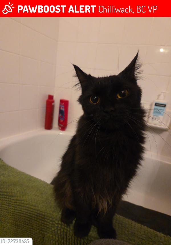 Lost Female Cat last seen Second Ave and Nowell st, Chilliwack, BC V2P