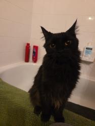 Lost Female Cat last seen Second Ave and Nowell st, Chilliwack, BC V2P