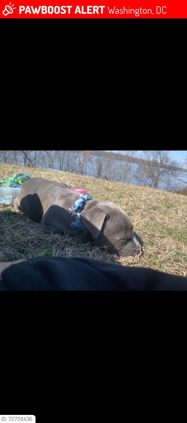Lost Female Dog last seen Between south capitol st nw and Howard st se, Washington, DC 20020