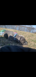 Lost Female Dog last seen Between south capitol st nw and Howard st se, Washington, DC 20020