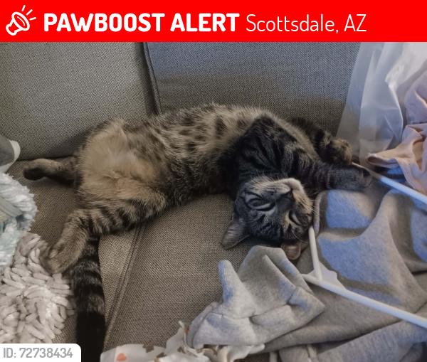 Lost Male Cat last seen Near and THOMAS Scottsdale , Scottsdale, AZ 85252