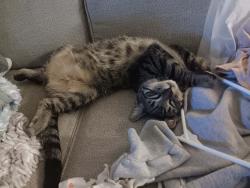 Lost Male Cat last seen Near and THOMAS Scottsdale , Scottsdale, AZ 85252