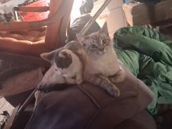 Lost Female Cat last seen 79th st and 37th ave, Sacramento, CA 95824