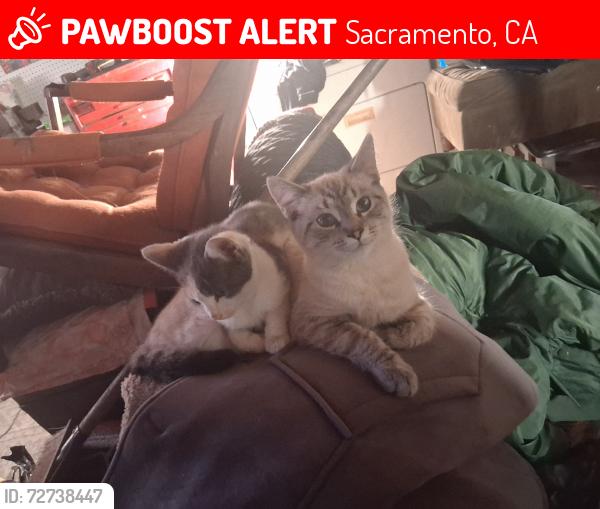 Lost Female Cat last seen 79th st and 37th ave, Sacramento, CA 95824