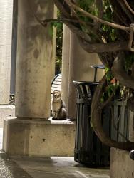 Found/Stray Unknown Cat last seen Grand Hope Park, Los Angeles, CA 90015