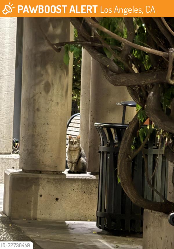 Found/Stray Unknown Cat last seen Grand Hope Park, Los Angeles, CA 90015