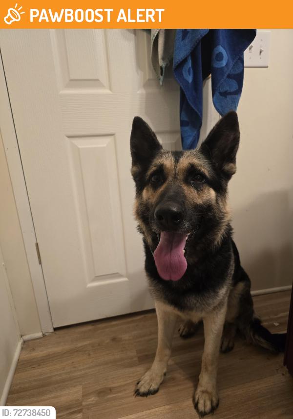 Found/Stray Male Dog last seen Pete barnes/horseshoe neck rd tyro nc, Davidson County, NC 27295
